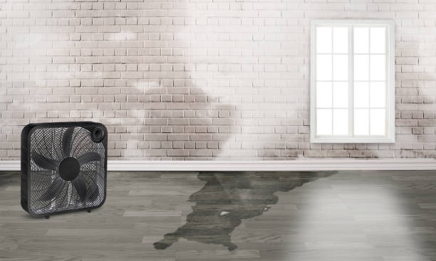 Best Local water damage restoration  in Fox Lake, WI